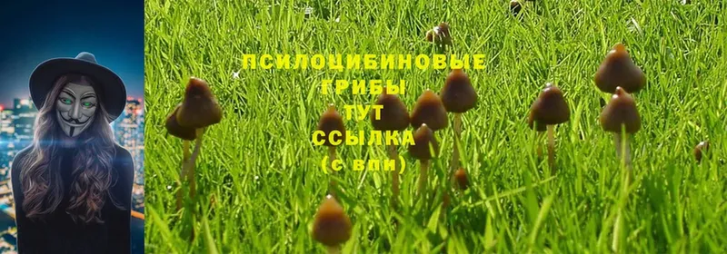 Псилоцибиновые грибы Psilocybe  продажа наркотиков  Белорецк 